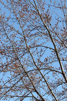 Budding Out