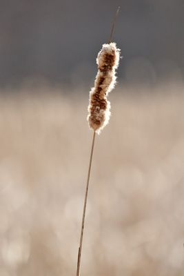 g13/90/147490/3/173486999.f2bfd148.JPEG
