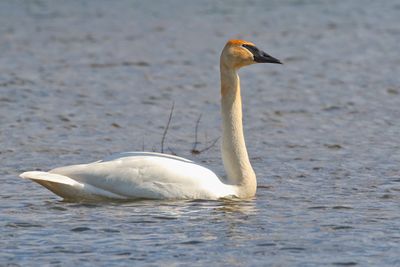 Stately Swan