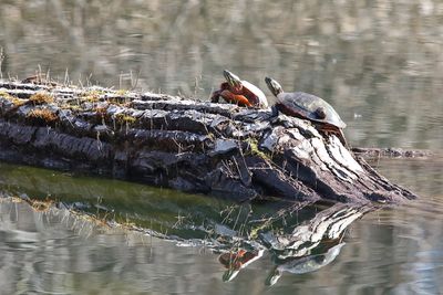 Spring Thaw