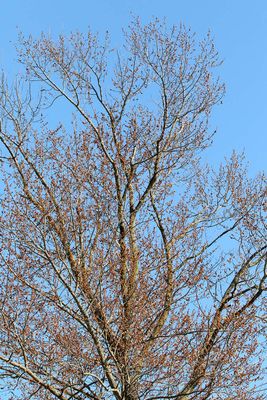 Waiting for Leaves
