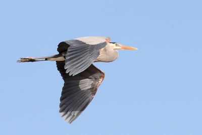 Flight of a Heron