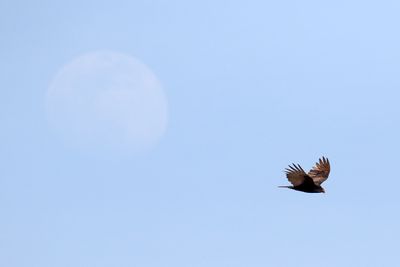 Vulture and the Moon