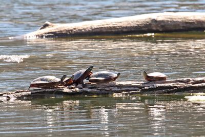 Log Jam