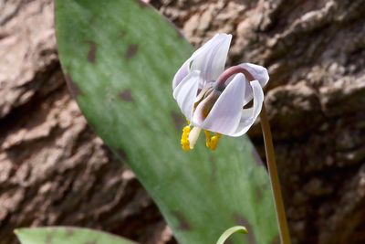 Spring Lily