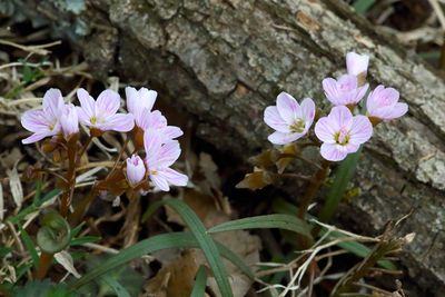 Along a Log