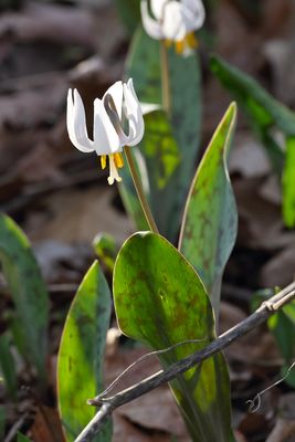 Trout Lily