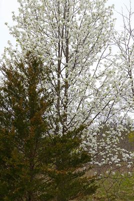 Blooms and Evergreens