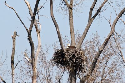 Eagle Family