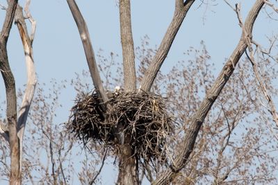 Little Eaglets