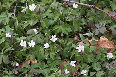 Woodland Wildflower