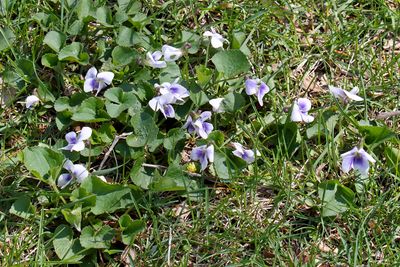 Spring Violets