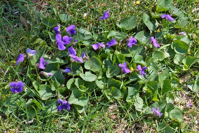 State Wildflower