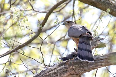 Bird Hunt