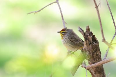 Spring Migration