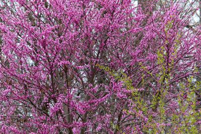 Spring Colors