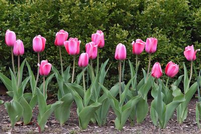 Tulip Time