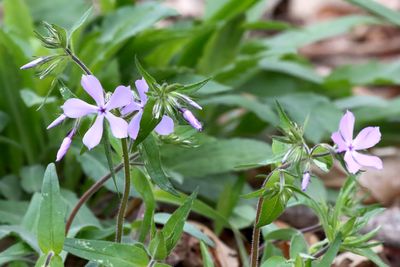 Forest Flower