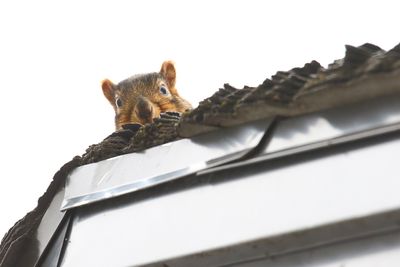 Squirrel Surveillance