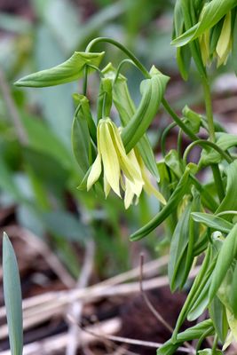 Spring Wildflower