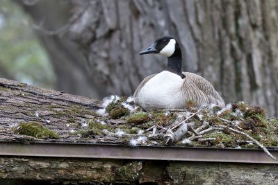 Nest on a Roof