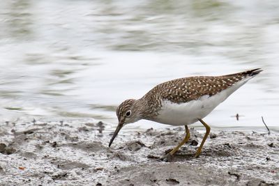 Sandpiper in the Shallows