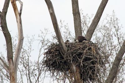 Two Eaglets