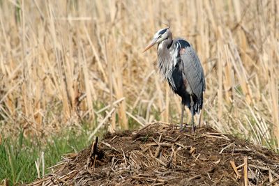 Heron on a Hill