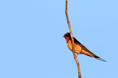 Spring Swallow