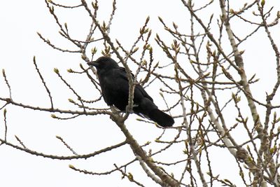 Big Blackbird