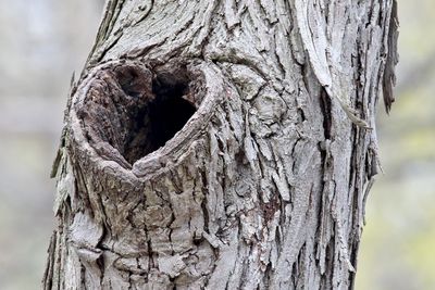 Heart of the Tree