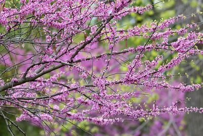 Passionate Pink