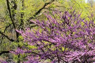 Colors of Spring