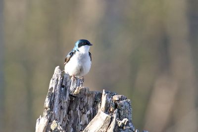 Sitting on a Stump