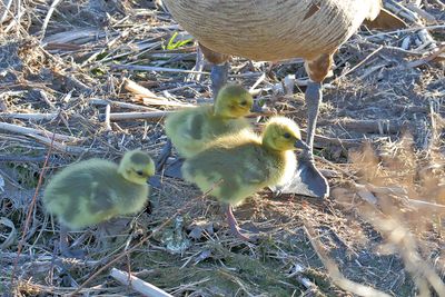 Little Geese