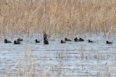 Collection of Coots