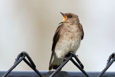 Fence Perch