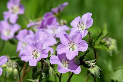 Spring Flowers