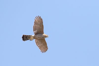 Hunting Hawk