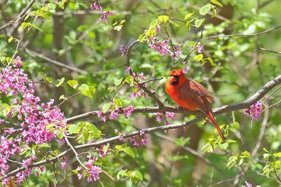 Bird in the Garden