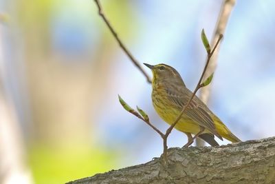 Following the Flyway