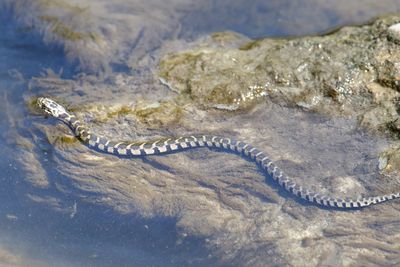 Snake in the Water