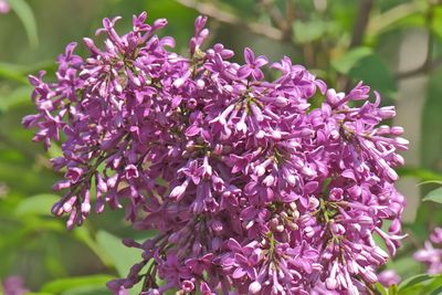 Lavender May