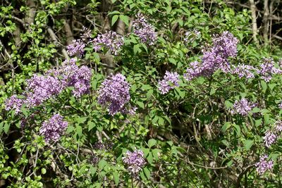 Bush Flowers