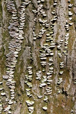 Wood Barnacles 