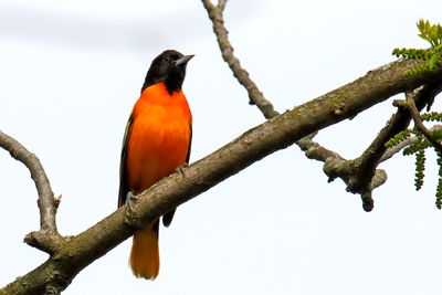 Baltimore Bird