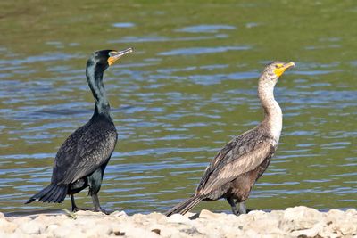 Colored Cormorants