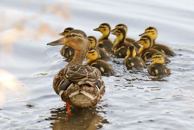 Mallard Mom