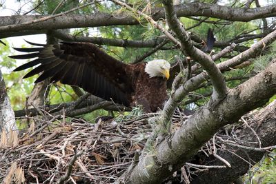 Landing with Lunch