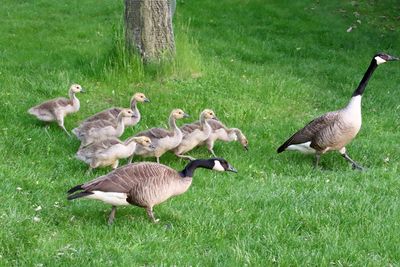 Going Goslings